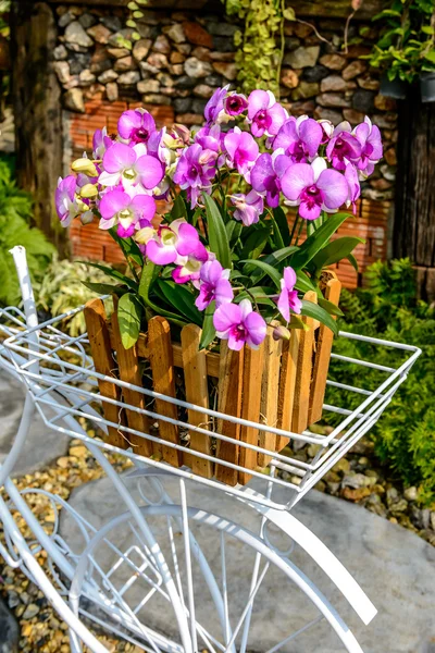 Mooie orchid uit tuin — Stockfoto