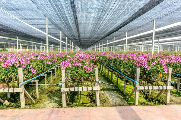Orkidén växt plantskola — Stockfoto