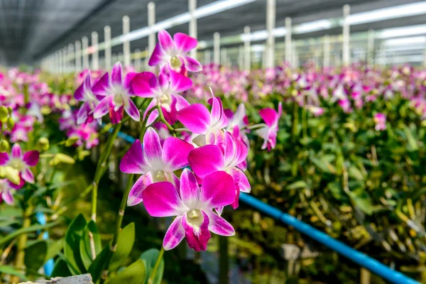 Orchid plant nursery — Stock Photo, Image
