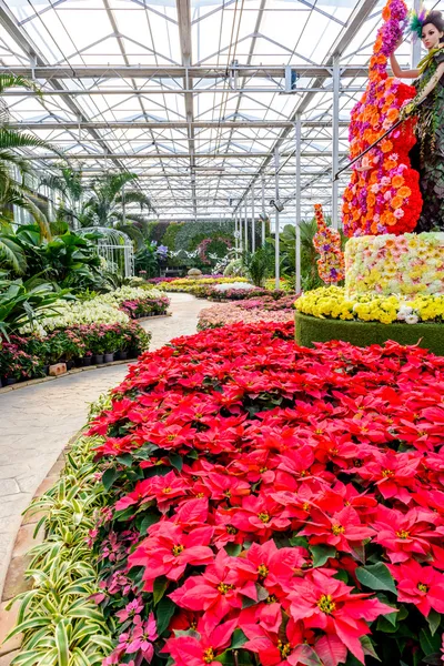 Flores e plantas para jardim em estufa — Fotografia de Stock