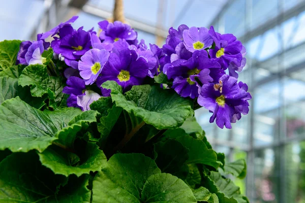 Flor púrpura en la olla —  Fotos de Stock