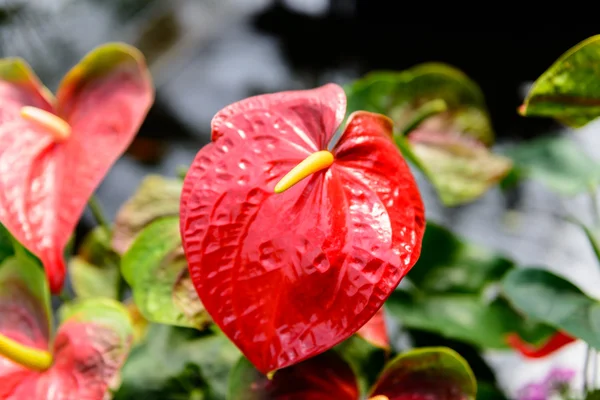 Gros plan de Fleur d'anthurium rouge dans le jardin botanique — Photo