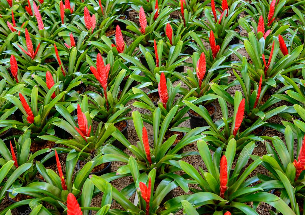 Garten der Bromelien - Stockfotografie: lizenzfreie Fotos