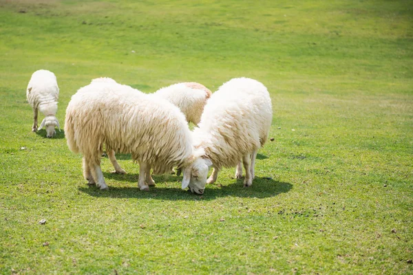 Sheeps in a meadow — Stock Photo, Image