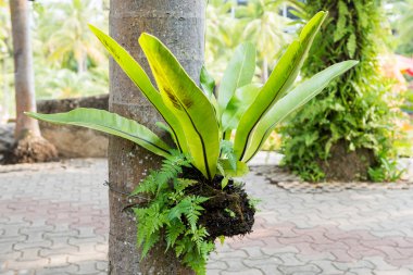 staghorn ferns ağaç üzerinde