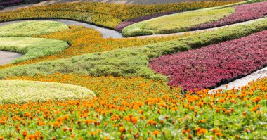Bahçedeki renkli çiçek.
