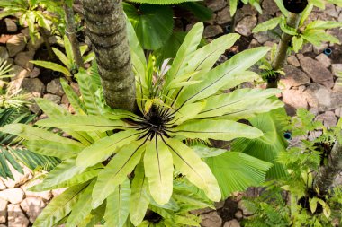 staghorn ferns ağaç üzerinde