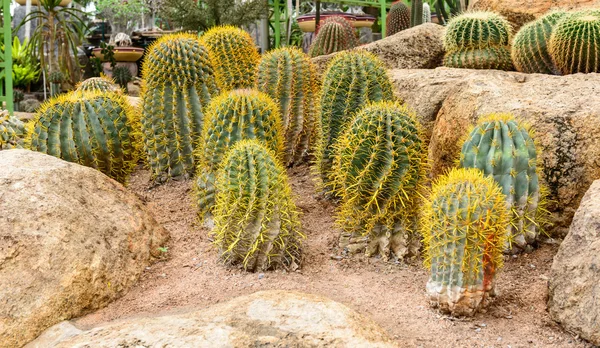 Golden ball cactus — Stock Photo, Image