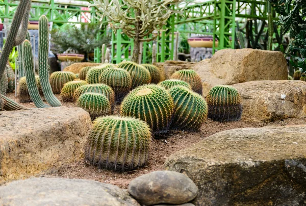 Cactus de bola dorada — Foto de Stock