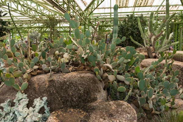 Cactus in nursery — Stock Photo, Image