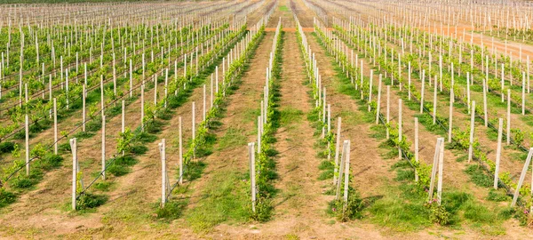Beautiful rows of grapes — Stock Photo, Image