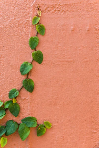 A planta rastejante verde em uma parede alaranjada cria — Fotografia de Stock