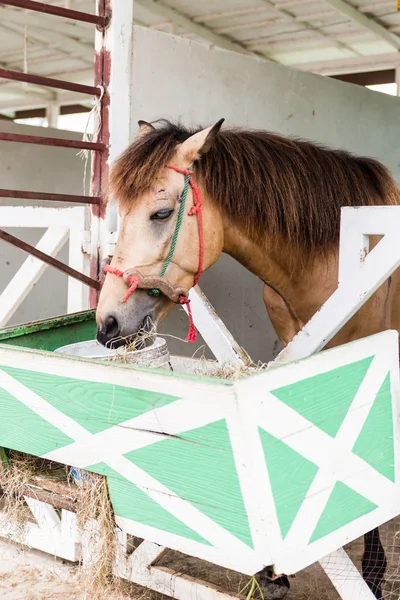 Chevaux bruns mangeant de l'ensilage — Photo