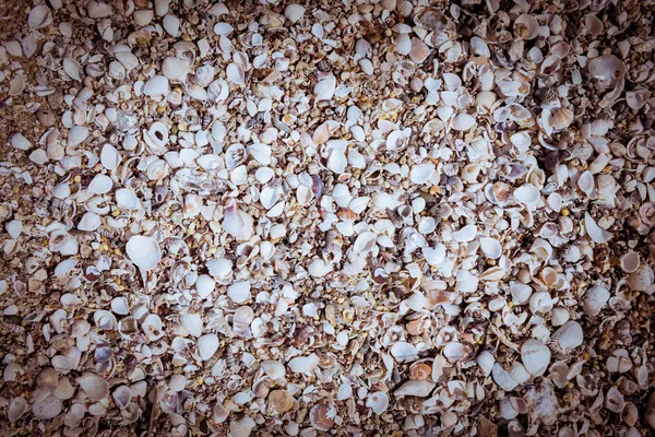 Array of seashells on the beach — Stock Photo, Image