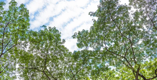 Green leaves background — Stock Photo, Image