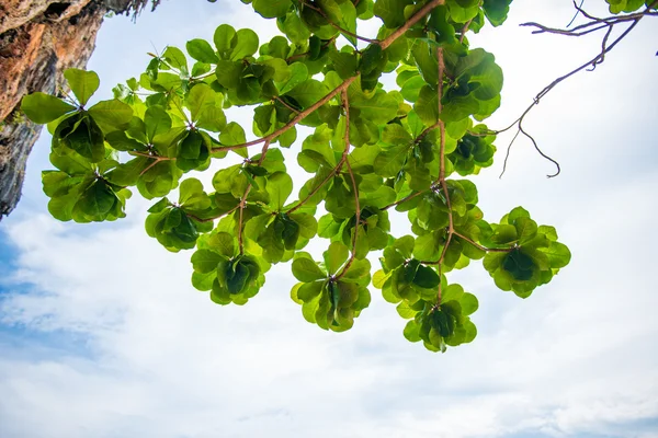 Gröna blad mot himlen — Stockfoto