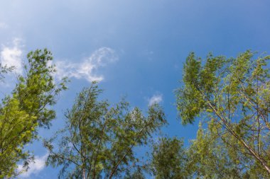 çam ağaçlarının gövdeleri ve başında altından göster