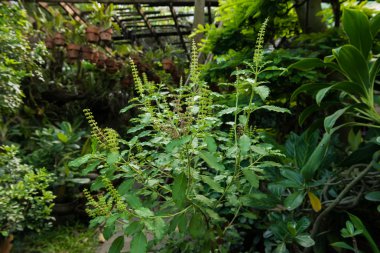 kırmızı kutsal fesleğen veya fesleğen