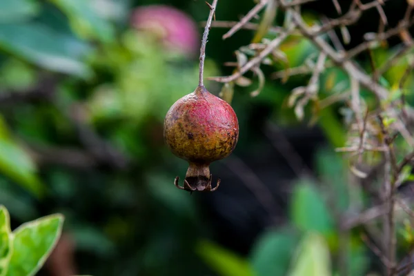 Ripe pomegranate hangs on the tree — Stock Photo, Image