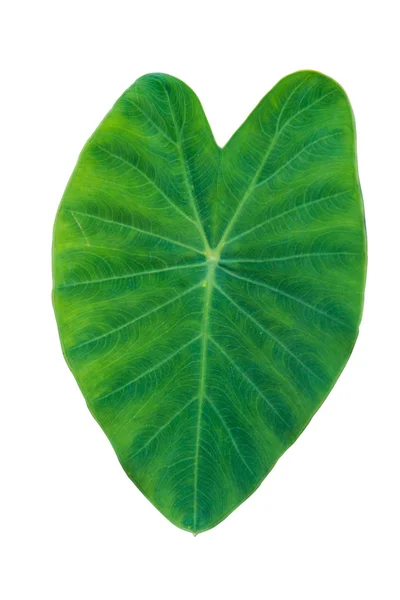 Taro elephant ear leaves — Stock Photo, Image