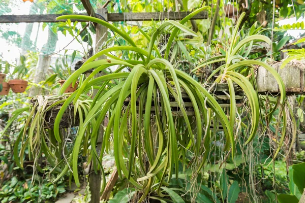 Orquídea en la maceta —  Fotos de Stock