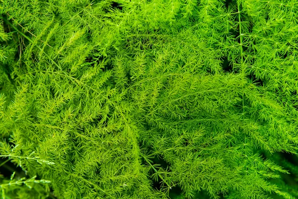 绿色蕨类植物的叶子 — 图库照片