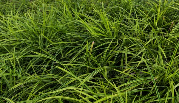 Green leaf background — Stock Photo, Image