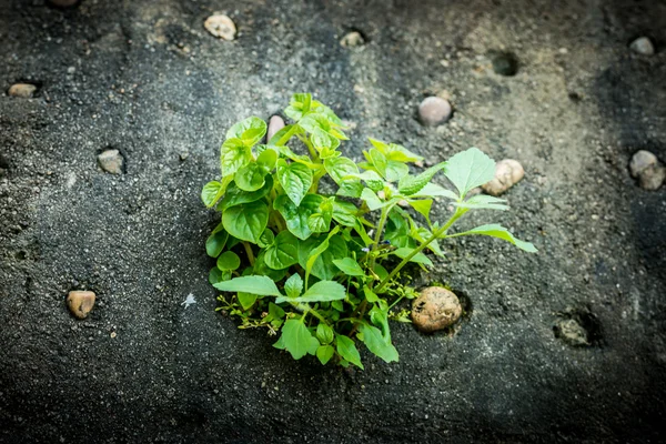 Little plant is growing on the cement wall — Stock Photo, Image
