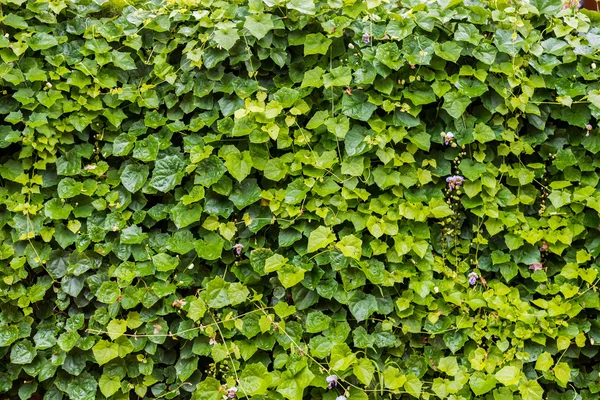 Lämnar bakgrundsstruktur — Stockfoto