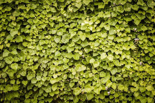 Leaves background texture — Stock Photo, Image