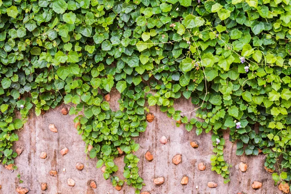 Lämnar bakgrundsstruktur — Stockfoto