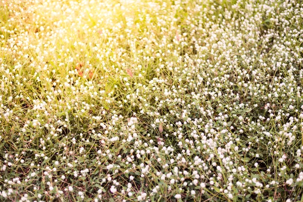 White small flowers — Stock Photo, Image