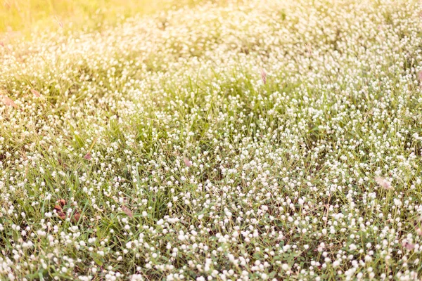 White small flowers — Stock Photo, Image