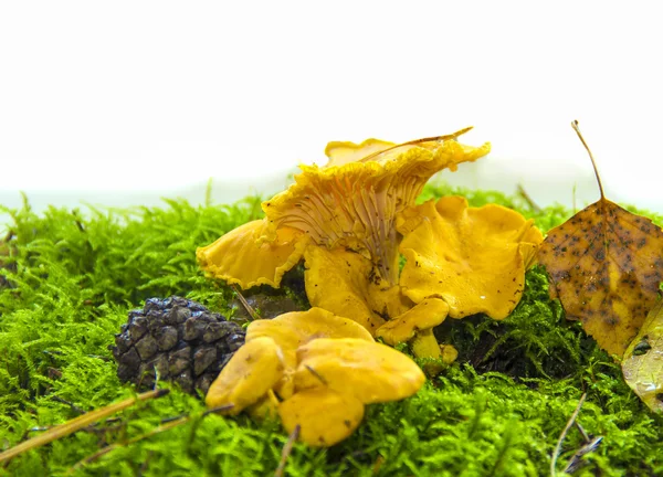 Cogumelos amarelos — Fotografia de Stock