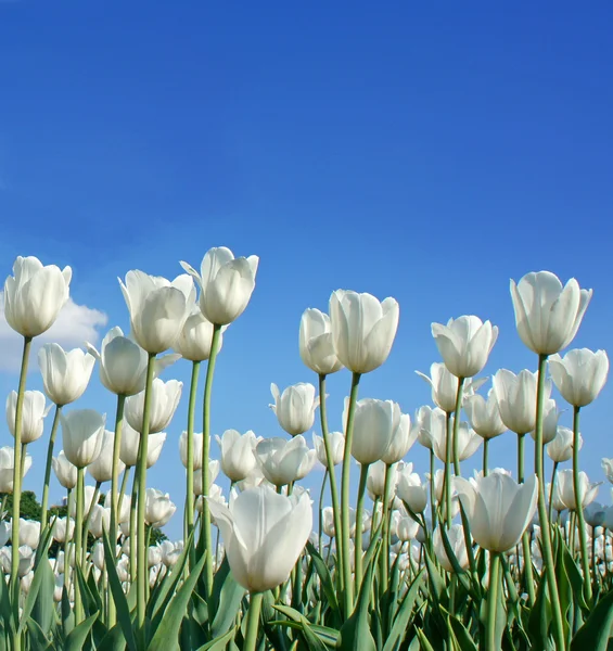 Beyaz Lale (botanik adı: Tulipa spp.) mavi gökyüzü arka plan