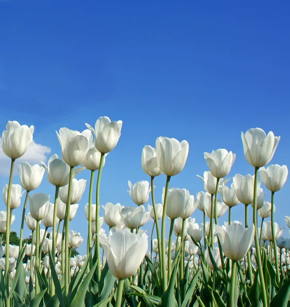 Tulipán blanco fotos de stock, imágenes de Tulipán blanco sin royalties |  Depositphotos