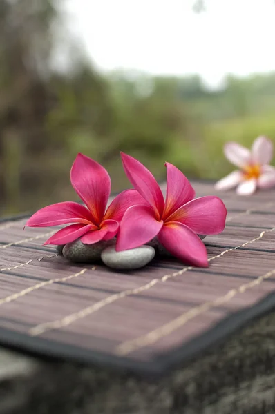 Pink frangipani flower on bamboo mat — Stock Photo, Image