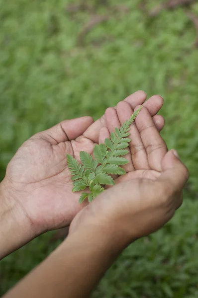 Fern yaprak yeşil arka planda tutan el