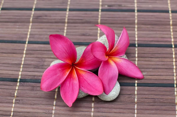 Pink frangipani flower on bamboo mat — Stock Photo, Image