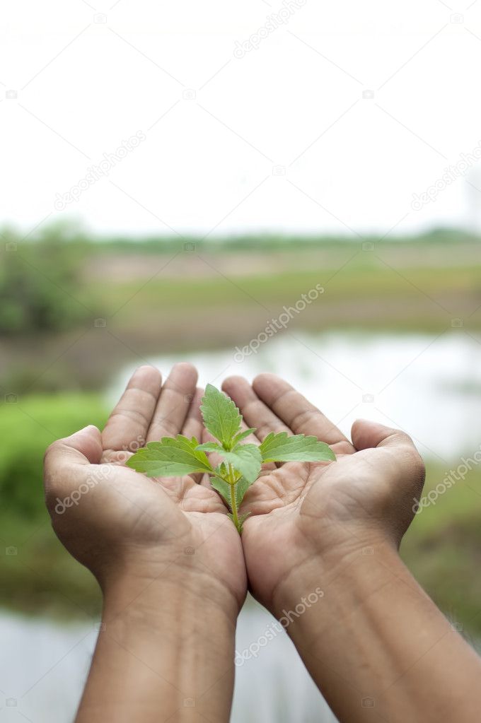 Hand holding plant seedling towards nature background