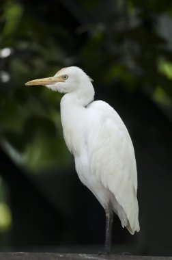 istirahat beyaz ak balıkçıl