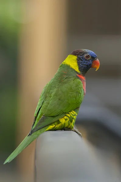 Gökkuşağı Lori veya geveze lori (trichoglossus haematodus) kuş (sığ dof)