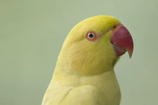 노란 인도 ringneck 앵무새 (psittacula krameri의 가까운)