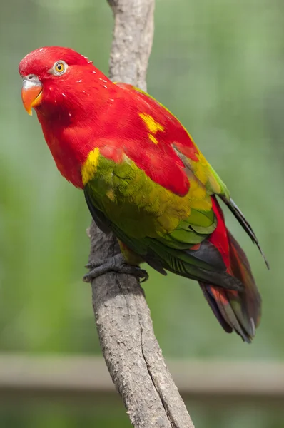 Chattering Lory descansando en una ramita — Foto de Stock