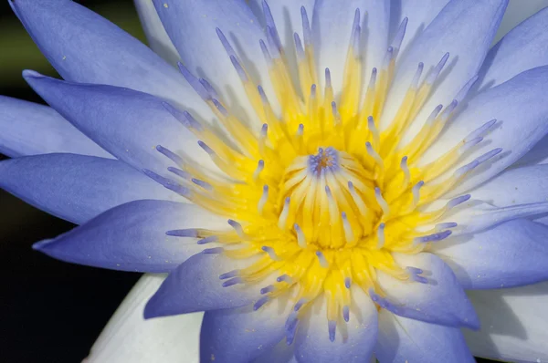 Nær blomstrende vannliljeblomst (botanisk navn Nymphaea spp. .) – stockfoto