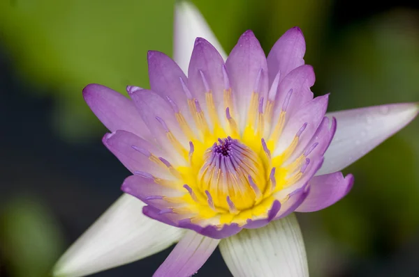 Close up of blooming water lily flower (botanical name Nymphaea spp.) — Stock Photo, Image