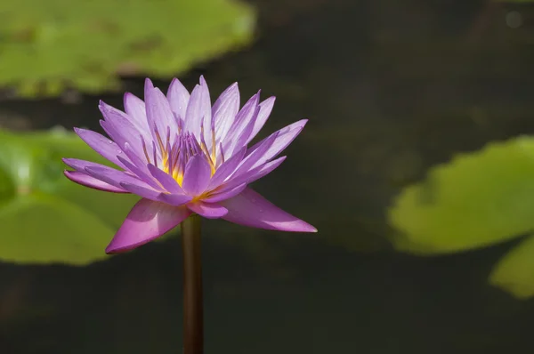 Close up de flor de lírio água florescendo (nome botânico Nymphaea spp .) — Fotografia de Stock