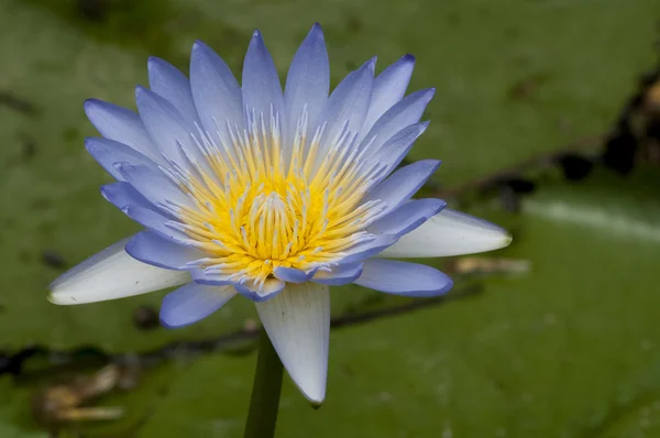 Close up of blooming water lily flower (botanical name Nymphaea spp.) — Stock Photo, Image