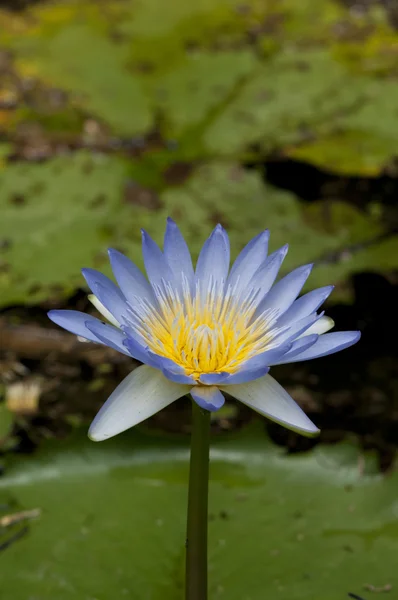 Close up of blooming water lily flower (botanical name Nymphaea spp.) — Stock Photo, Image