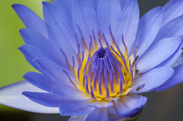 Nær blomstrende blå vannliljeblomst (botanisk navn: Nymphaea spp.) med liten dybde i feltet og selektiv fokusering – stockfoto